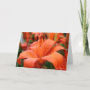 Zoek naar lilium kaarten Foto