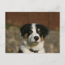 Recherche de tireur cartes postales Chien