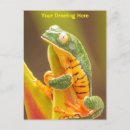 Zoek naar apen briefkaarten Natuur