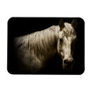 Zoek naar zwart paard magneten Western