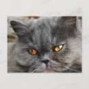 Recherche de persan chat cartes postales Moelleux