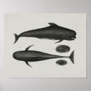 Recherche de baleine vintage art Animal