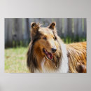 Recherche de brut posters Animal