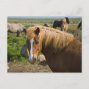Recherche de islandais cartes postales Equus caballus