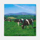 Recherche de vache holstein magnets Animal