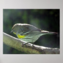 Recherche de oiseau sauvage posters Moineau