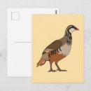 Recherche de perdrix cartes postales Festif