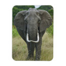 Zoek naar afrikaanse olifanten magneten Adam jones