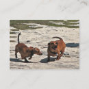 Zoek naar teckel Daschund