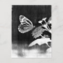 Recherche de papillon blanc cartes postales Fleur