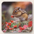 Zoek naar eekhoorn onderzetters Najaar