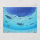 Recherche de poisson de mer cartes postales Nature