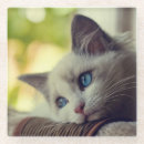 Recherche de ragdolls dessous de verres Image de couleur