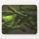 Recherche de bactérie tapis souris Horizontal
