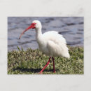 Recherche de ibis cartes postales Animaux