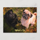 Recherche de chien carlin cartes postales Chiens mignons