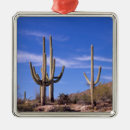 Recherche de cactus ornements Aride