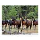 Recherche de chevaux sauvages posters Animaux