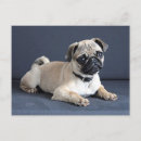 Recherche de carlin triste posters Tristesse