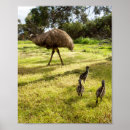 Recherche de poussin posters Pour tous
