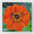 Recherche de fleur de zinnia Orange