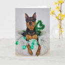 Recherche de pinscher miniature vœux cartes Minpin