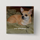 Recherche de chihuahua badges Dog
