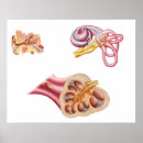 Recherche de membrane posters Structure