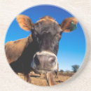 Recherche de bovin dessous de verres Animal