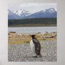 Recherche de le pingouin photographie Pingouin de roi