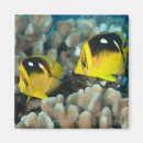 Recherche de animaux marins magnets Corail