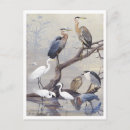 Zoek naar reiger briefkaarten Illustratie