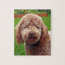 Zoek naar labradoodle puzzels Labradoedle