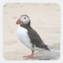 Recherche de puffin autocollants Oiseaux
