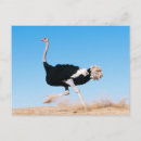 Recherche de ostrich cartes postales Mignon