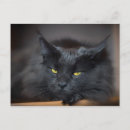 Recherche de maine coon cartes postales Animal