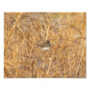 Zoek naar winter vogels posters Schattig