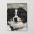 Recherche de chien berger australien badges Australishepherd