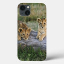 Zoek naar leeuwen hoesjes Panthera leo