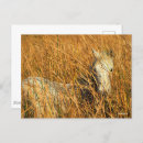 Recherche de mensonge cartes postales Bob langrish