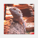 Recherche de dragon barbu Animal