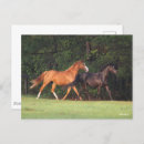 Recherche de marché allemand cartes postales Animal