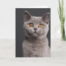 Recherche de shorthair vœux cartes Mignon
