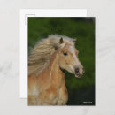 Recherche de tête de cheval cartes postales Palomino