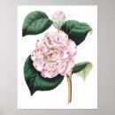 Recherche de camelias posters Pour elle