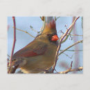 Recherche de cardinal nord cartes postales Faune