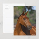 Recherche de capture cartes postales Animal