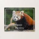 Recherche de panda puzzles Animal mignon