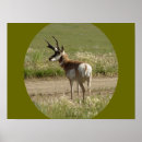 Zoek naar antilope posters Antilocapra americana