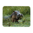 Recherche de hippopotame magnets Animal